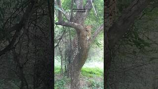 Leopard Attack  Rajgir Zoo Safari shorts rajgirzoosafari trending wildlife leopard [upl. by Tremaine]