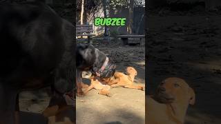 Rottweiler Bubzee Ne Street Dog Chameli Ki Beti Ko Pakad Liya Hai shorts rottweiler dogs bubzee [upl. by Nnahoj]