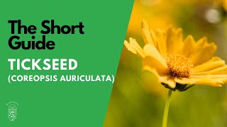 The Short Guide to the Tickseed Plant Coreopsis Auriculata Nana [upl. by Nate139]