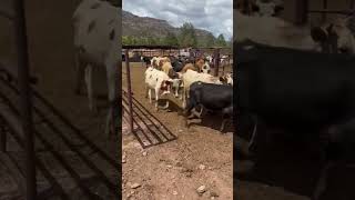 Herd coming through tollesonmack cowboy shorts cattlefarming rodeo cow podcast animalfarming [upl. by Eniawed]