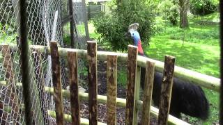 Cassowary sounds [upl. by Celinka]