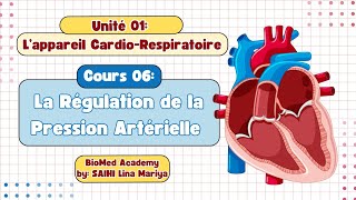 Physiologie Cardiaque  Régulation de la Pression Artérielle  2éme année Médecine [upl. by Betsy484]