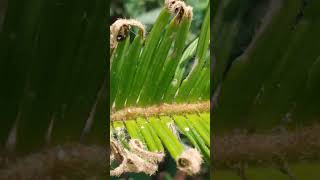 Plains Cupid 🦋 Catterpillars of various stages feeding on Cycas plant at Magarpatta city Pune MH [upl. by Lovmilla]