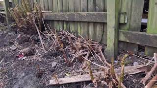 Site Clearance Of Japanese Knotweed Stems 🏡 Invasive Weeds [upl. by Adnarrim780]