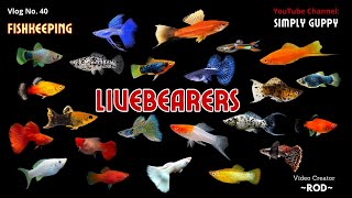 Livebearers in my Backyard  Guppies Mollies Platies amp Swordtails  Vlog 40 [upl. by Neira]