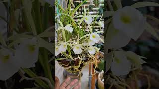 Brassavola tuberculata 😍 Linda [upl. by Edelsten296]