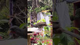 Ortalis ruficaudaguacharaca wildbirds nature wildlife animals birds Thanks4u👍subscribe🦜 [upl. by Odranoel]