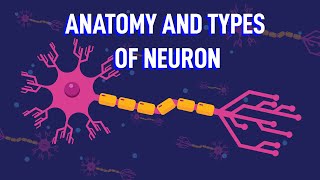 How Does The Structure of Neurons Enable Your Reflexes [upl. by Ennaitsirhc]