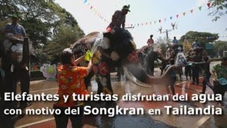 Elefantes y turistas disfrutan del agua días previos al Songkran en Tailandia [upl. by Bohman]