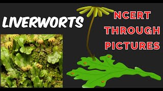 Plant kingdom03  LIVERWORTS Class 11CBSE NCERT  NEET  NCERT through pictures [upl. by Wellesley192]