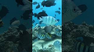 Enjoy under the Red Sea  Sea trip with Oranten Travel [upl. by Auohc]