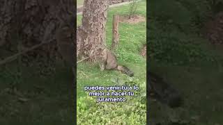 ¿Este lugar CURA ADICCIONES con GATITOS gatito abandonado [upl. by Otipaga]