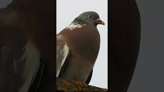 Common wood pigeon callsound Columba palumbus [upl. by Giulio]