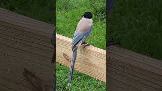 Beautiful Iberian Magpie in China [upl. by Lucius]