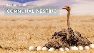 How Ostriches Evolved to Lay Eggs in a Joint Nest [upl. by Sixela766]