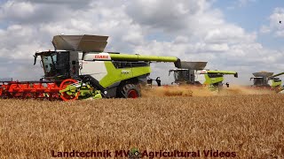 Claas  Fendt  MAN  Getreideernte  Grain Harvest 2024 pt1 [upl. by Sturges]