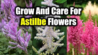 How To Grow And Care For Astilbe Flowers [upl. by Mansoor]