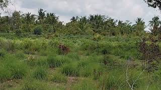 sold12 acre plain land for sale near Mandya 12 km Bangalore 100 km 9611154959 [upl. by Capello]