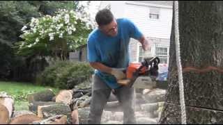 How to cut down a Pin Oak [upl. by Neral999]