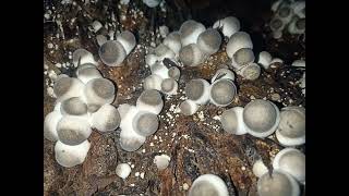 Mushroom cultivation techniques  Mushroom identification guide [upl. by Valley]