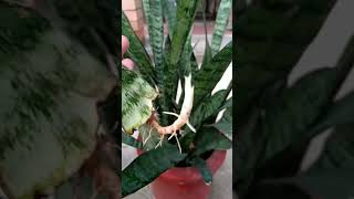 Snake plants propagation from leaf 🌿botany technique foryou subs [upl. by Kathlene]