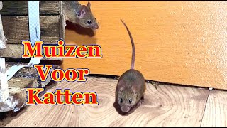 Muizen voor katten  Katten tv muis [upl. by Marylynne]