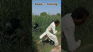 Koala 🐨 Hunting 🏹farming humor shorts viralshorts hunting animals birds [upl. by Renrag]