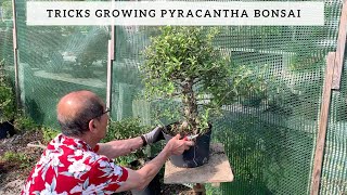 Tricks Growing Pyracantha Bonsai [upl. by Eimmac]