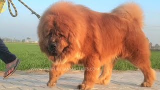 Tibetan Mastiff  hkktibetanmastiff  919417730301 [upl. by Llertnom905]