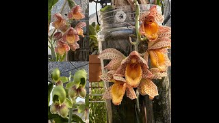 Fall Catasetum Blooms [upl. by Ahslek299]