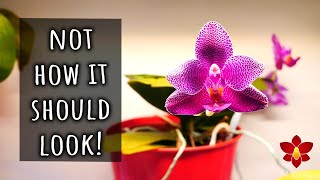 This Phalaenopsis Orchid changed its flowers [upl. by Branscum]