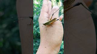 The brown grasshopper grasshopper grasshoper insects naturelovers rurallife [upl. by Riamo]