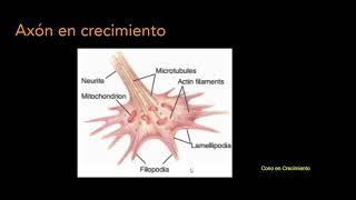 Clase Nº 8 Ontogenia del sistema nervioso Parte 25 [upl. by Binni]