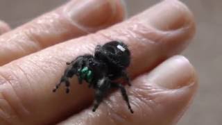 Pedipalp My Phidippus Audax Jumping SpiderFemale [upl. by Prentiss800]