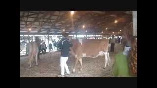 Delaware County Fair 2014 Walton NY [upl. by Blakelee]