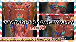 Anatomía 3D  TRIÁNGULOS DEL CUELLO TRIÁNGULO DE PIROGOFF BECLARD FARABEUF SEDILLOT ECT [upl. by Verla]