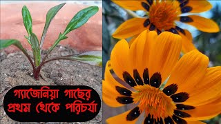 গ্যাজেনিয়া গাছের পরিচর্যা প্রথম থেকে কেমন হবে❓Gazania Plant Care [upl. by Belita]