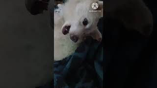 Rubi ki hartate kasi lagi aap ko short video shorts dog lover ruby funny video puppy life [upl. by Shaefer498]