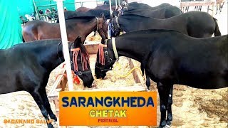 GARI GILL SIRs  Beautiful Collection of Marwari Horses at SARANGKHEDA [upl. by Nagy838]