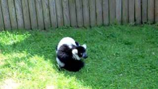 Black and white ruffed lemur calls [upl. by Nnaylime461]