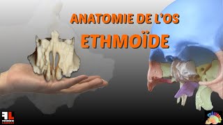 anatomie de los ethmoïde [upl. by Lonna192]