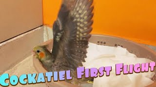 Baby Cockatiel First Flight [upl. by Neitsirk]