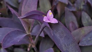 How to Propagate Tradescantia Pallida or Purple Heart Plant From Cuttings and Care [upl. by Dowzall]