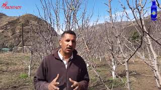 Amaze XL Feedback in Apple Crop at Himachal Pradesh [upl. by Whitehurst]