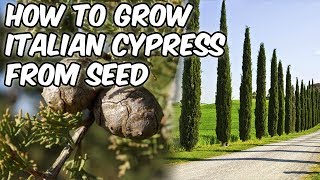 How To Grow Italian Cypress From SeedMediterranean CypressPencil Pine [upl. by Irmine]