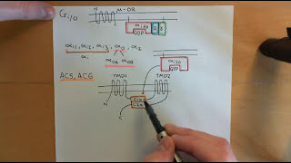 Cyclic AMP Signalling Part 12 [upl. by Yht]