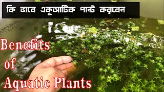 কিভাবে ছাদে একুরিয়ামের গাছ লাগাবেন Update Of my Aquatic Plants  Benefits of Aquatic Plants [upl. by Robena]