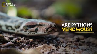 Are Pythons Venomous  Snake SOS Goa’s Wildest  National Geographic [upl. by Naginnarb]