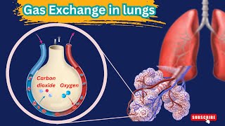 Gas exchange in the lungs Alveoli gas exchange  Structure and functions of lungs class 10 [upl. by Nnylirej]