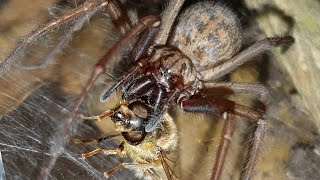 All About Giant House Spiders [upl. by Angelica923]